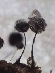 Attēlu rezultāti vaicājumam “Lamproderma debile spores”