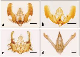 Attēlu rezultāti vaicājumam “Epiblema foenella”