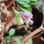 Attēlu rezultāti vaicājumam “Corydalis intermedia fruit”
