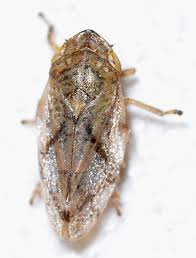 Attēlu rezultāti vaicājumam “Philaenus spumarius”