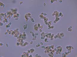 Attēlu rezultāti vaicājumam “Lentaria epichnoa”