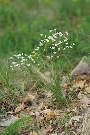 Attēlu rezultāti vaicājumam “Arenaria procera leaf”