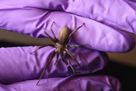 Image result for spider