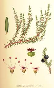 Attēlu rezultāti vaicājumam “Empetraceae”