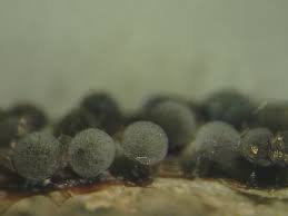 Attēlu rezultāti vaicājumam “Lamproderma pulchellum macro”