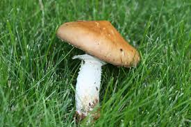 Attēlu rezultāti vaicājumam “Stropharia hornemannii”