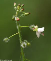 Attēlu rezultāti vaicājumam “Circaea lutetiana bud”