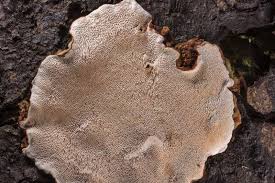 Attēlu rezultāti vaicājumam “Heterobasidion parviporum”