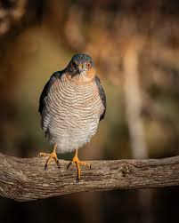 Attēlu rezultāti vaicājumam “Accipiter nisus male”