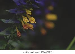 Attēlu rezultāti vaicājumam “Melampyrum nemorosum leaf”