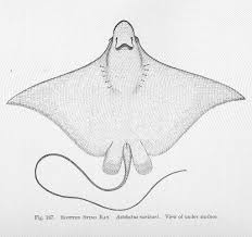 Image result for Aetobatus narinari