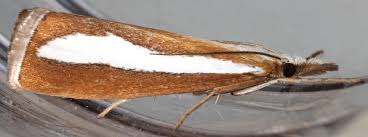 Attēlu rezultāti vaicājumam “Catoptria margaritella”