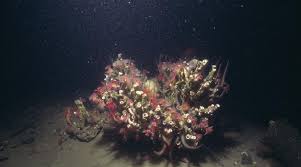 Attēlu rezultāti vaicājumam “Serpoleskea subtilis sporophyte”