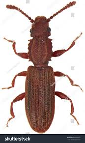 Attēlu rezultāti vaicājumam “Silvanidae”