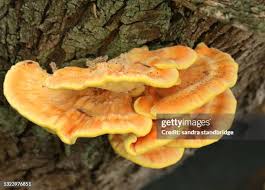 Attēlu rezultāti vaicājumam “Laetiporus sulphureus”