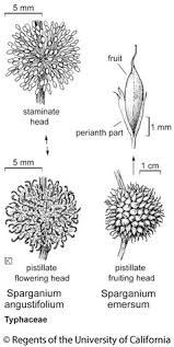 Attēlu rezultāti vaicājumam “Sparganium erectum aggr.”