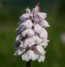 Attēlu rezultāti vaicājumam “Dactylorhiza maculata”