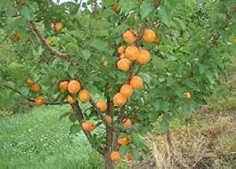 Attēlu rezultāti vaicājumam “Prunus armeniaca fruit”