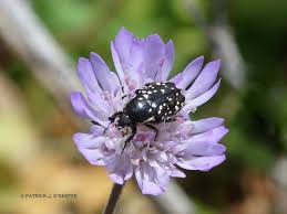 Attēlu rezultāti vaicājumam “Oxythyrea funesta”