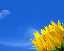 http://t0.gstatic.com/images?q=tbn:ANd9GcTkSD33UjEl4Vc8lAwvoGxJFXmzImAeiXJoEWF2LqRKfAiaR3_g5w
