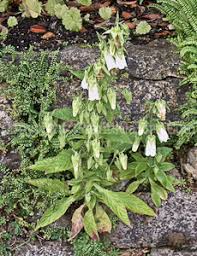 Image result for Campanula formanekiana