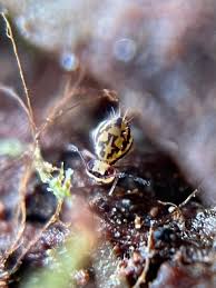 Attēlu rezultāti vaicājumam “Symphypleona”