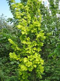 Attēlu rezultāti vaicājumam “Ulmus x hollandica”