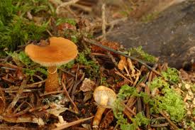 Attēlu rezultāti vaicājumam “Cystoderma amianthinum”