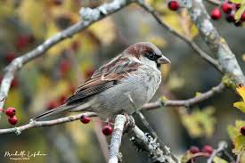 Attēlu rezultāti vaicājumam “Passer domesticus male”
