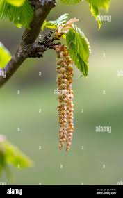 Attēlu rezultāti vaicājumam “Carpinus betulus female flower”