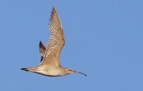 Image result for Numenius hudsonicus