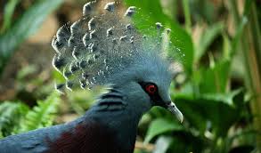 Attēlu rezultāti vaicājumam “Columbiformes”