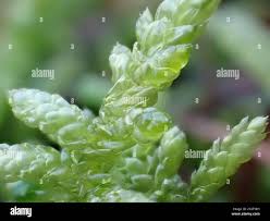 Attēlu rezultāti vaicājumam “Pseudoscleropodium purum”