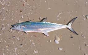 Image result for Scomberomorus maculatus