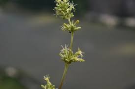 Attēlu rezultāti vaicājumam “Silene borysthenica bud”