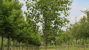 Attēlu rezultāti vaicājumam “Populus tremula”