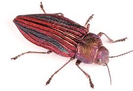 Attēlu rezultāti vaicājumam “Buprestidae”