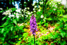 Attēlu rezultāti vaicājumam “Dactylorhiza fuchsii leaf”
