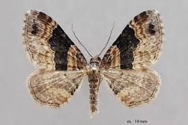 Attēlu rezultāti vaicājumam “Xanthorhoe ferrugata”