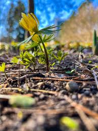 Attēlu rezultāti vaicājumam “Eranthis hyemalis flower”