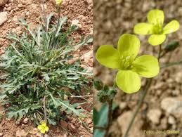 Attēlu rezultāti vaicājumam “Diplotaxis muralis”