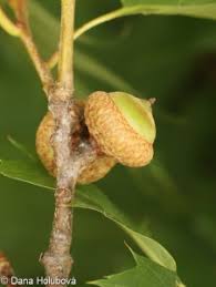 Attēlu rezultāti vaicājumam “Quercus rubra fruit”