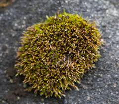 Attēlu rezultāti vaicājumam “Schistidium robustum”