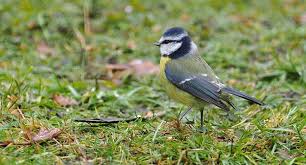 Attēlu rezultāti vaicājumam “Cyanistes caeruleus adult”