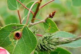 Attēlu rezultāti vaicājumam “Harmandia”