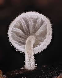 Attēlu rezultāti vaicājumam “Cribraria tenella macro”