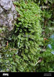 Attēlu rezultāti vaicājumam “Plagiochila porelloides”