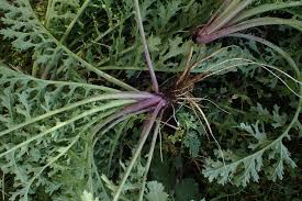 Attēlu rezultāti vaicājumam “Jacobaea vulgaris leaf”