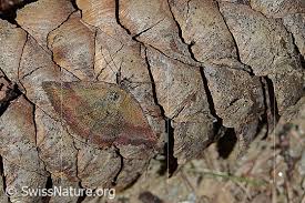 Attēlu rezultāti vaicājumam “Phytometra viridaria”