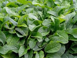 Attēlu rezultāti vaicājumam “Symphytum officinale leaf”